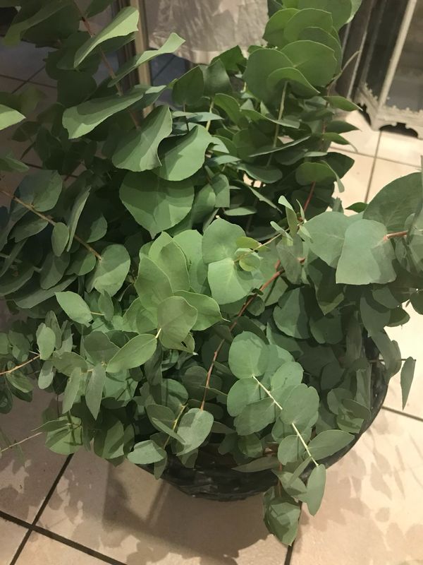 EUCALYPTUS STUARTINA BUNDWARE ZUM DEKORIEREN UND BASTELN