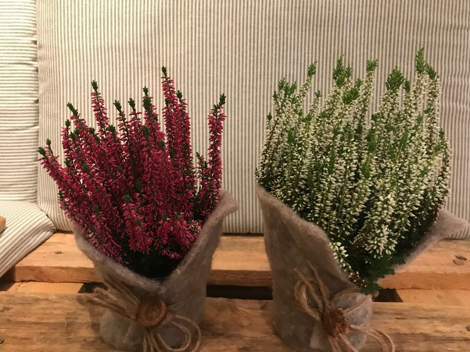 WINTER PFLANZE MIT FILZBAND