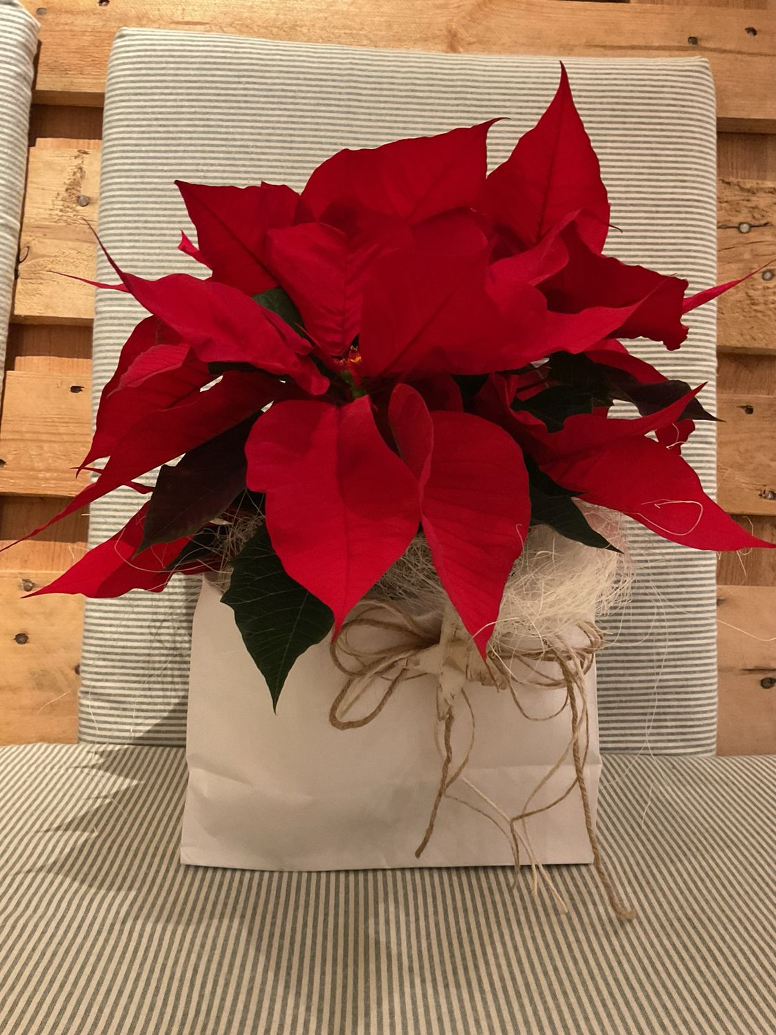 WEIHNACHTSTERN IM TÄSCHLI