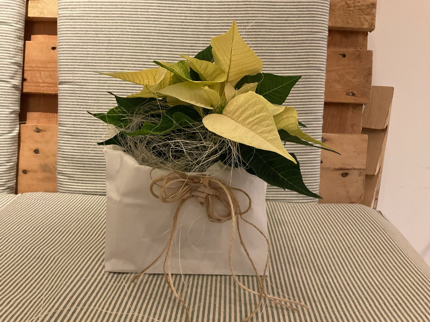 WEIHNACHTSTERN IM TÄSCHLI