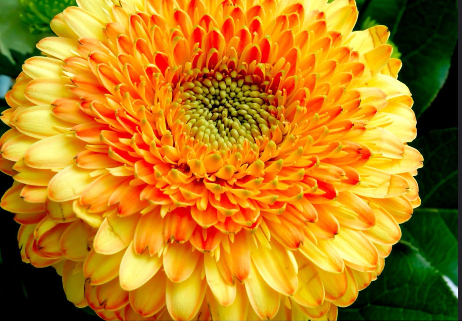 VINTAGE STRÜSSLI WOCHENANGEBOT / GEFÜLLTEN GERBERA MIT EUCALYPTUS