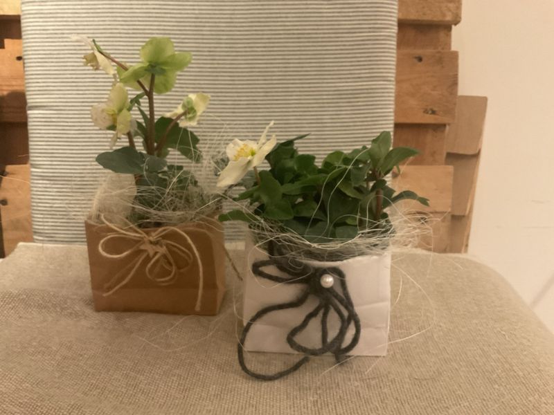 CHRISTROSE PETITE IM TÄSCHLI