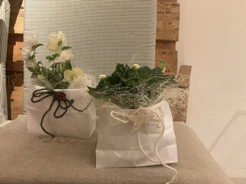 CHRISTROSE IM TÄSCHLI