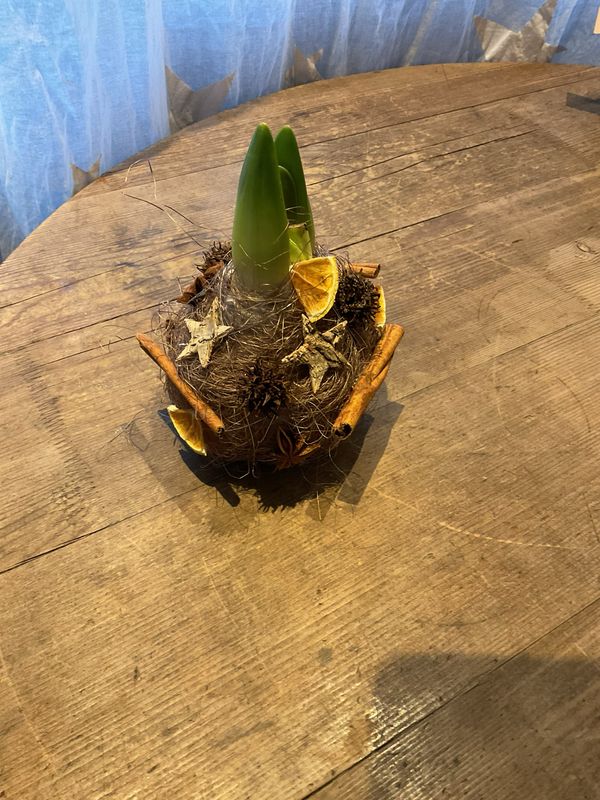 WAX AMARYLLIS ZUM STELLEN