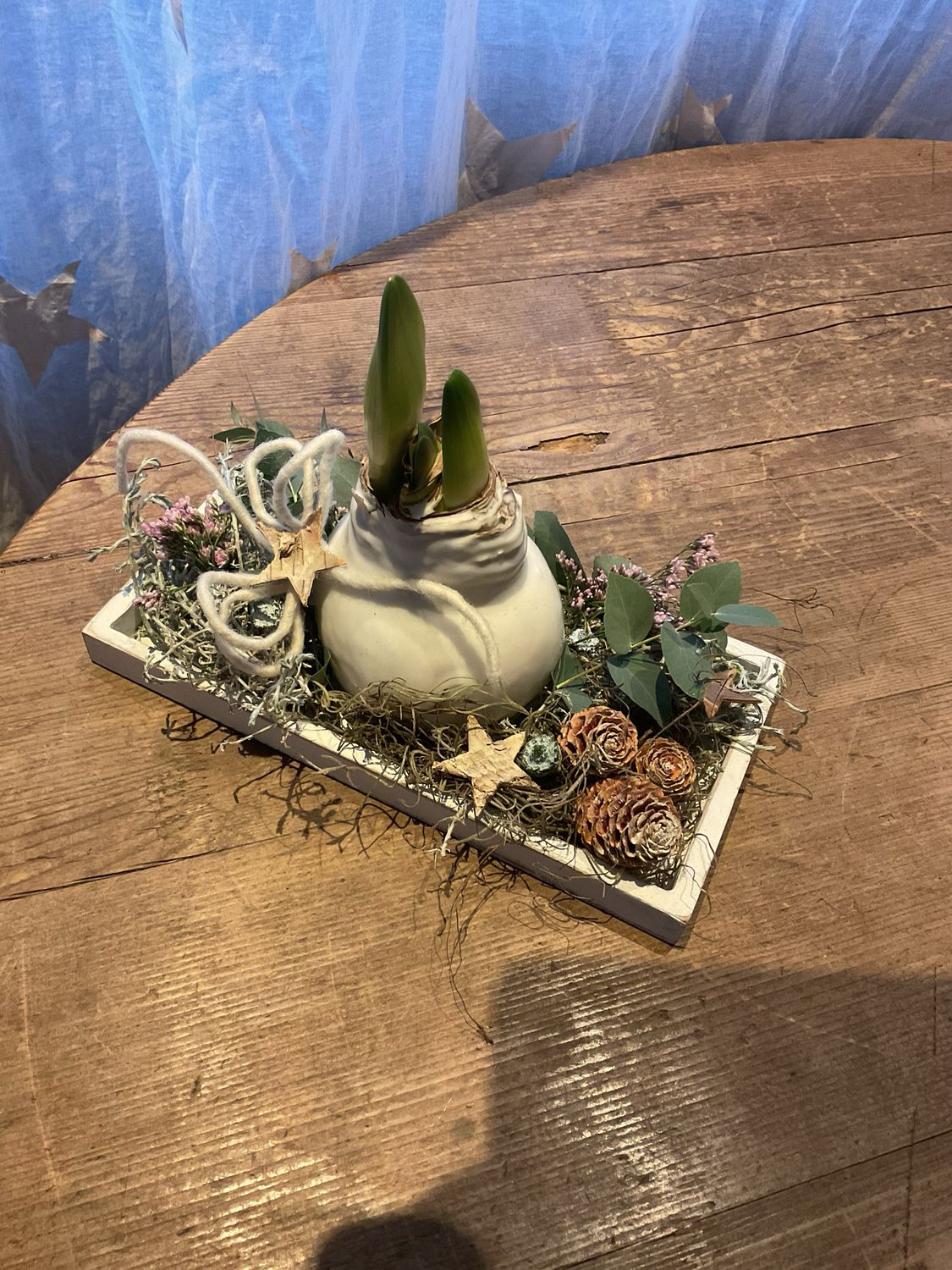 WAX AMARYLLIS IM TELLER