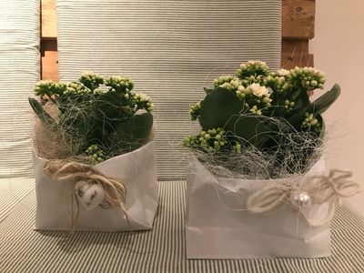PFLANZEN ARRANGEMENT INDOOR