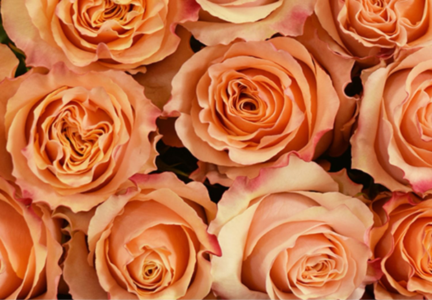 VINTAGE STRÜSSLI WOCHENANGEBOT MIT SCHWEIZER ROSEN