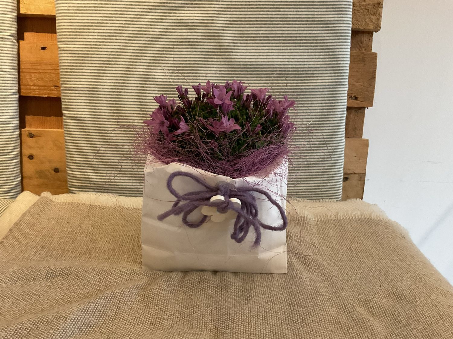 CAMPANULA IM TÄSCHLI