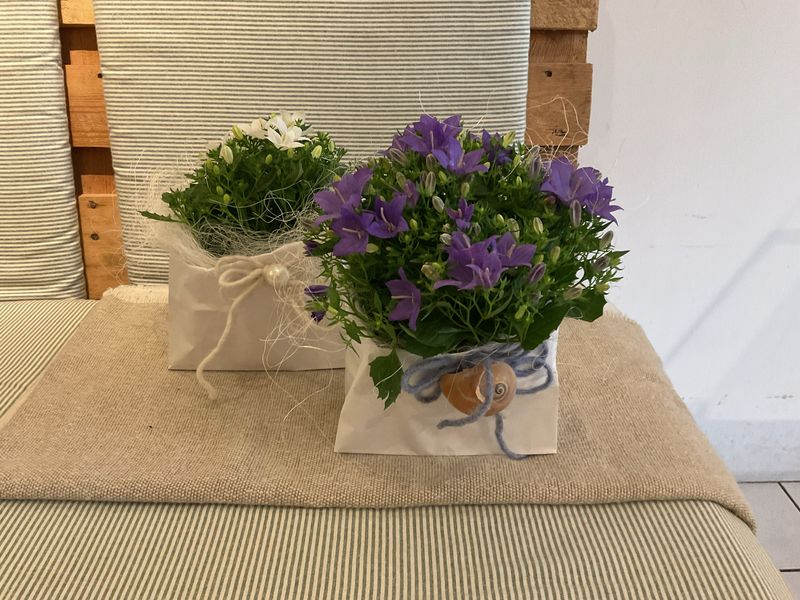 CAMPANULA IM TÄSCHLI CAMPANULA IM TÄSCHLI