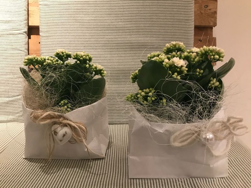 KALANCHOE IM TÄSCHLI KALANCHOE IM TÄSCHLI