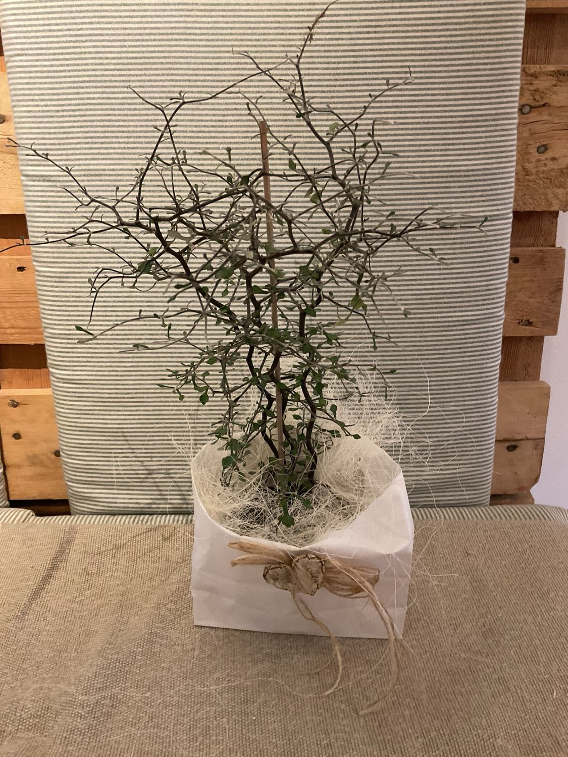 ZICKZACK - STRAUCH IM TÄSCHLI