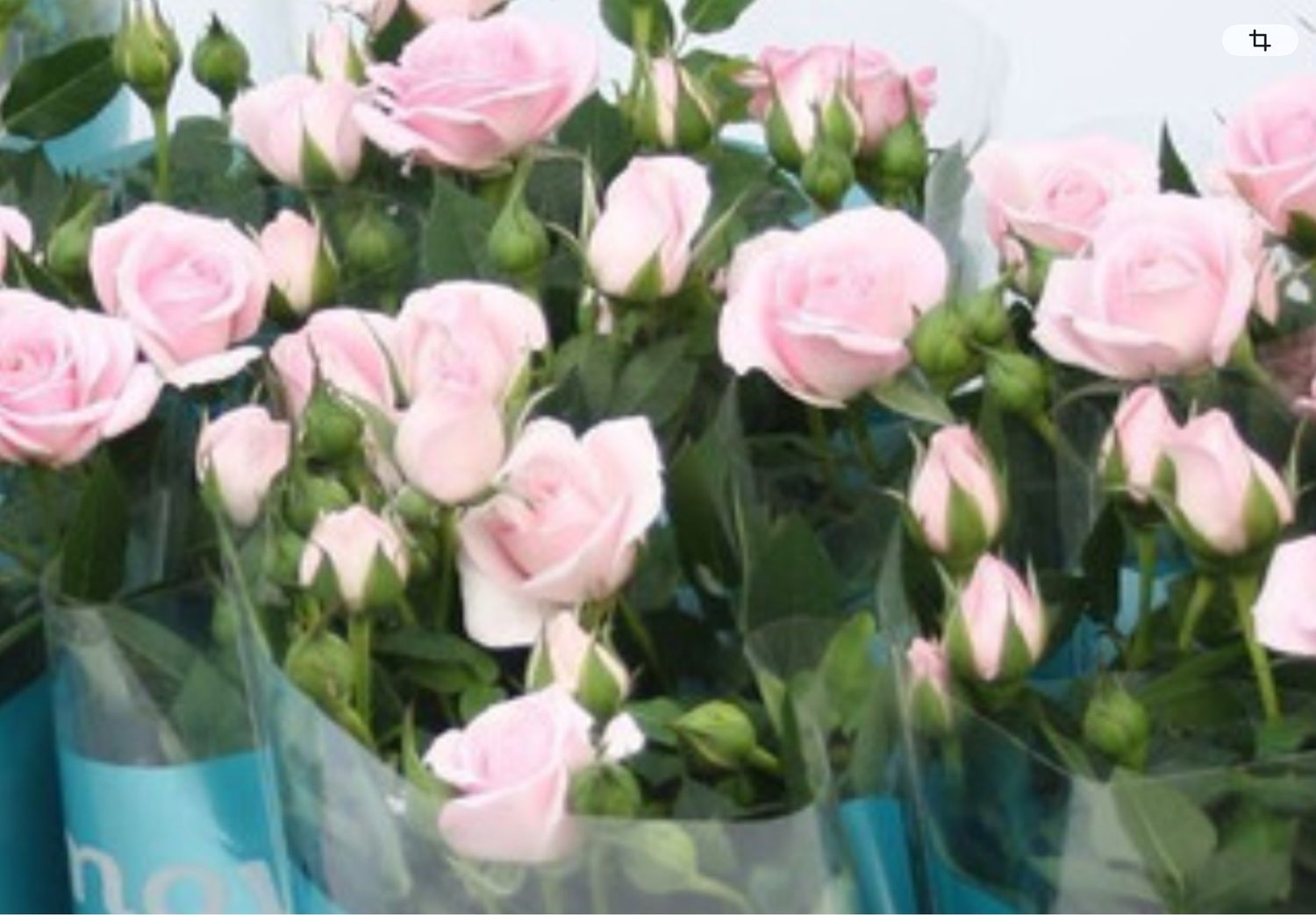 ROSE IM TÄSCHLI