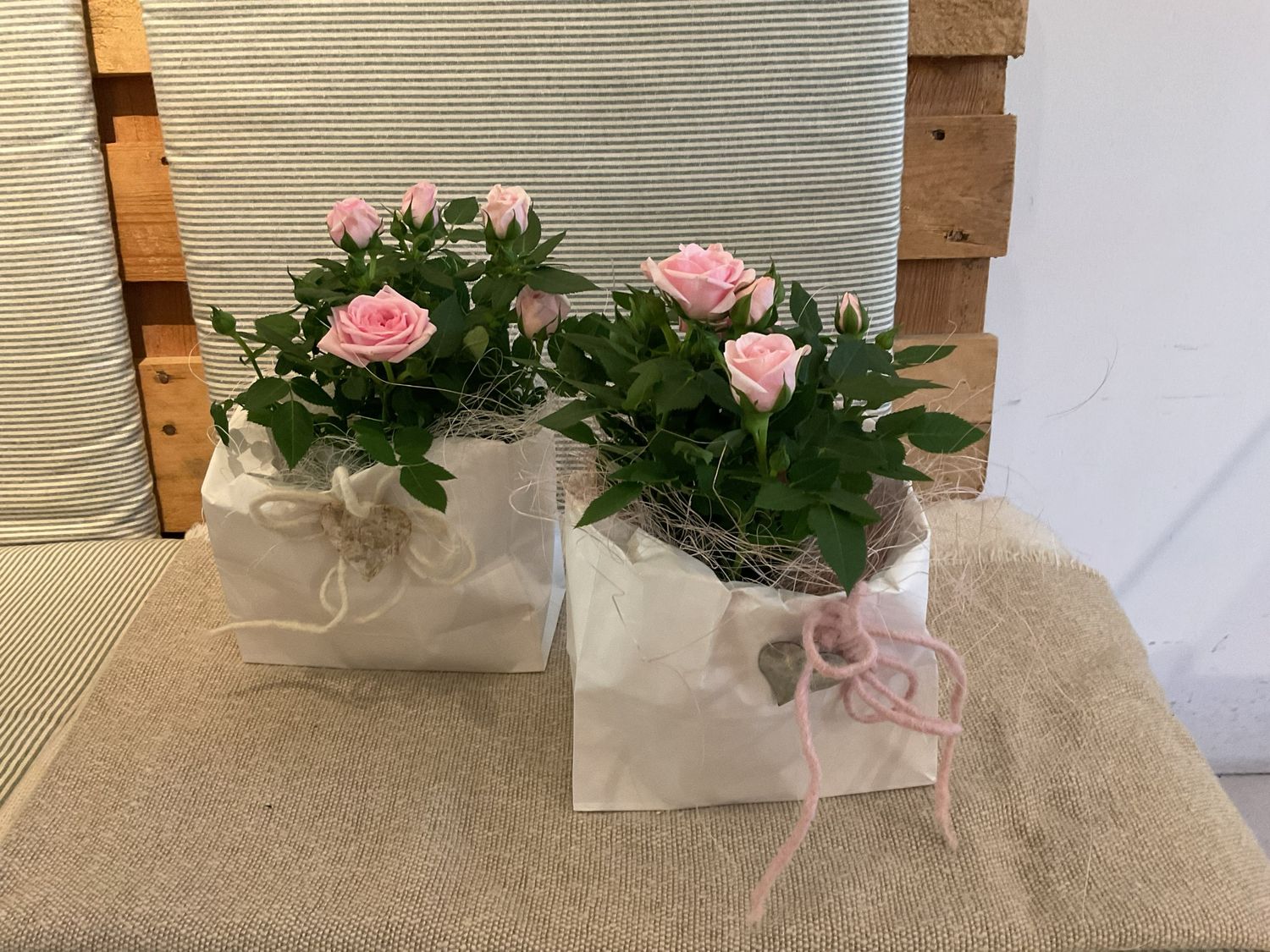 ROSE IM TÄSCHLI