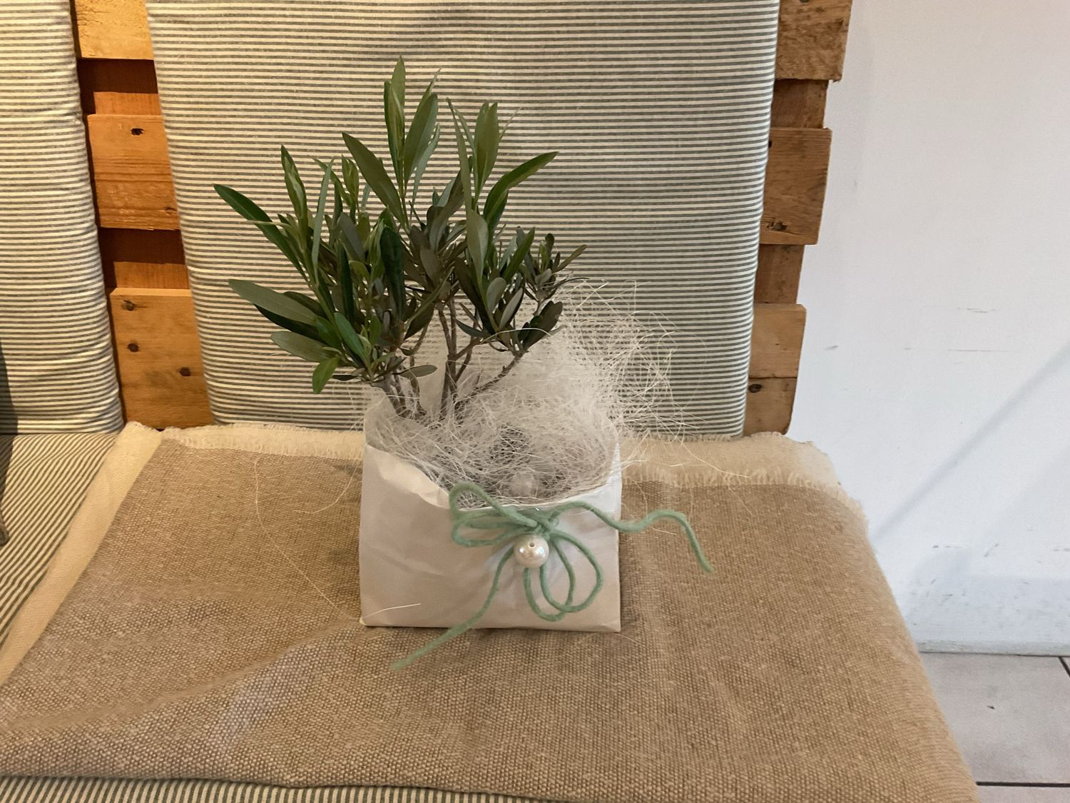 MINI OLIVENBAUM IM TÄSCHLI