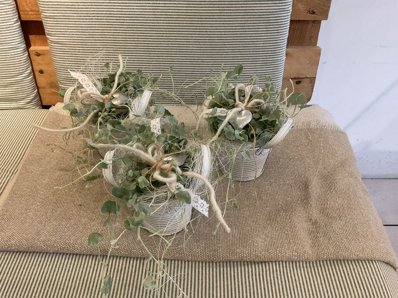 DICHONDRA - SILBERREGEN AUSGARNIERT DICHONDRA - SILBERREGEN AUSGARNIERT