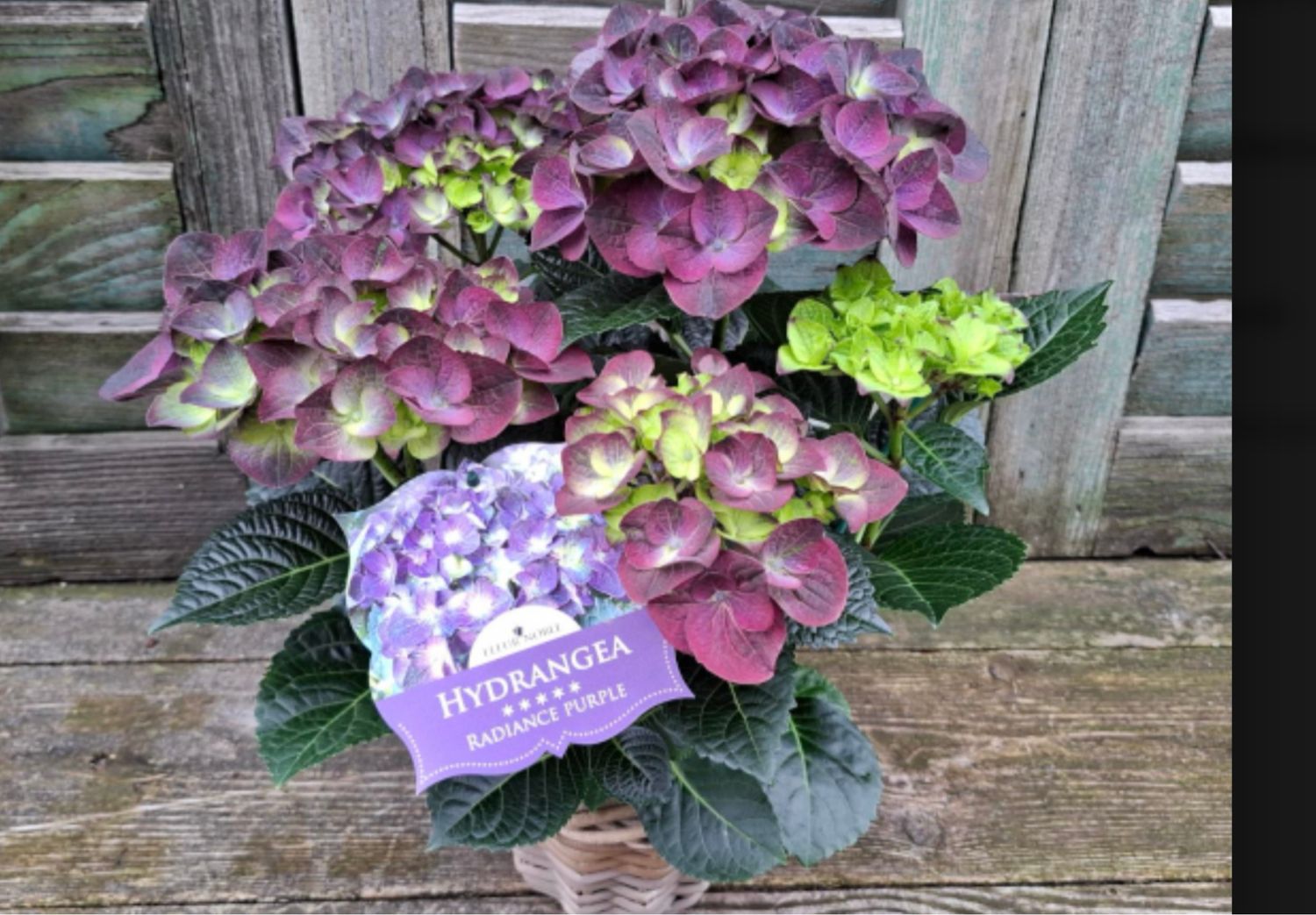 HORTENSIE VIOLETT IM RATTANKORB