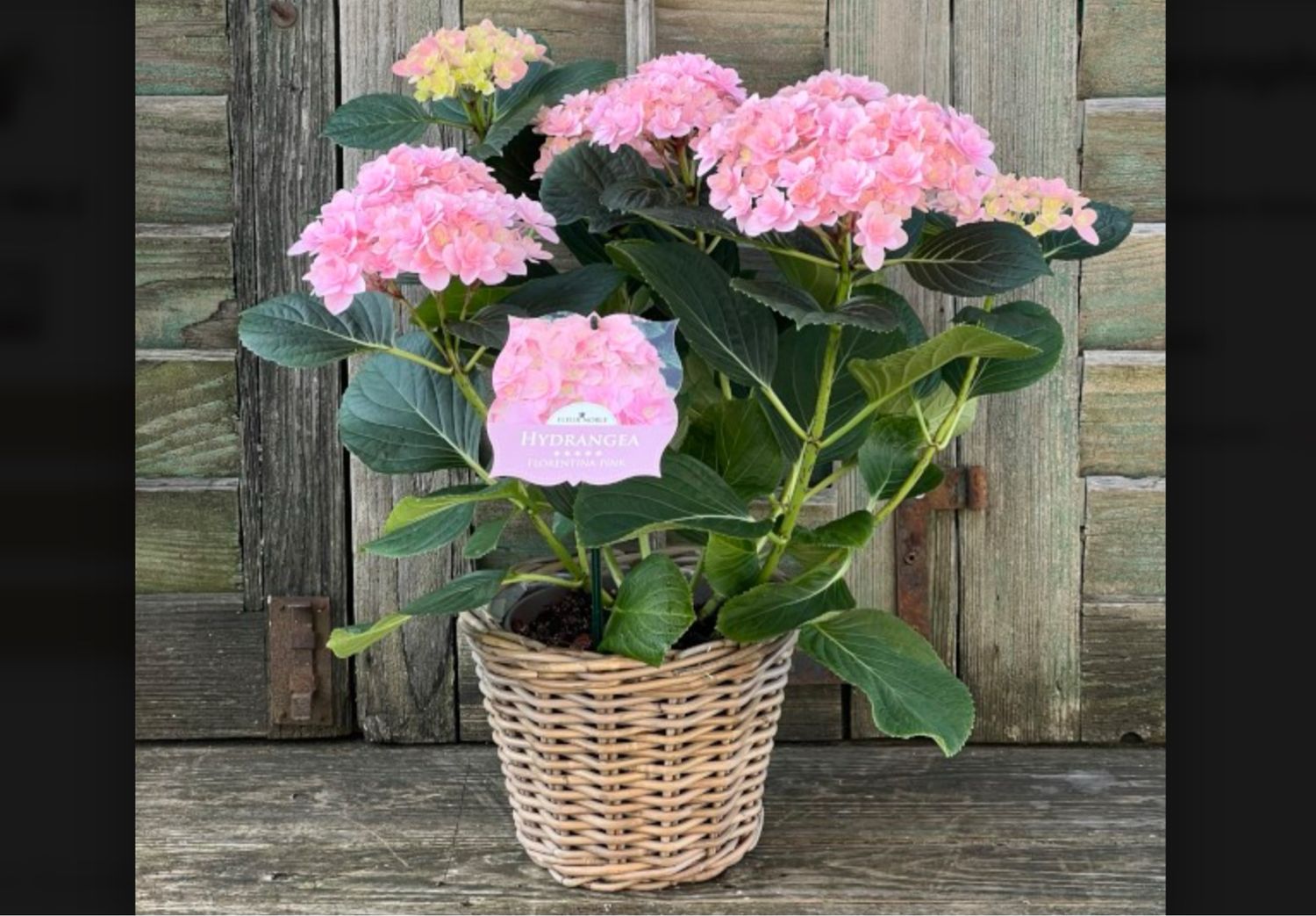 HORTENSIE ROSA IM RATTANKORB