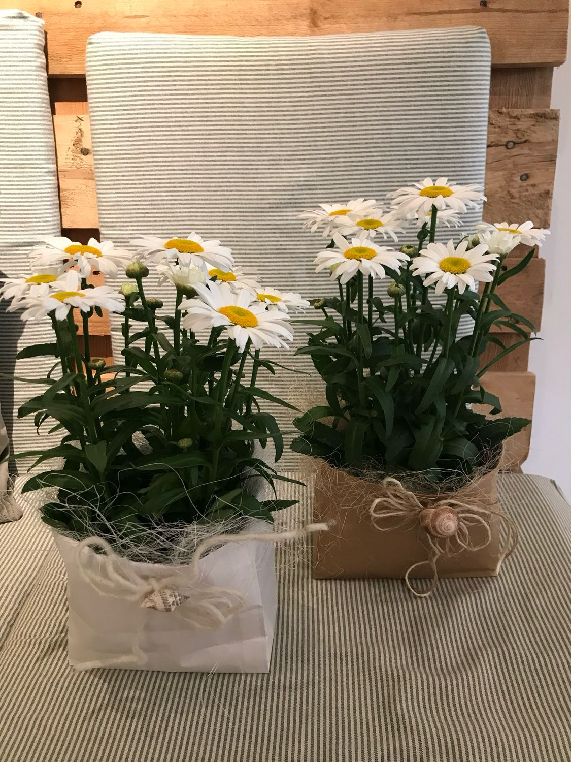SOMMERMARGERITE IM TÄSCHLI