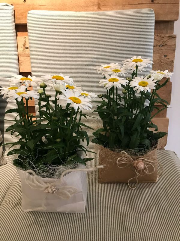 SOMMERMARGERITE IM TÄSCHLI