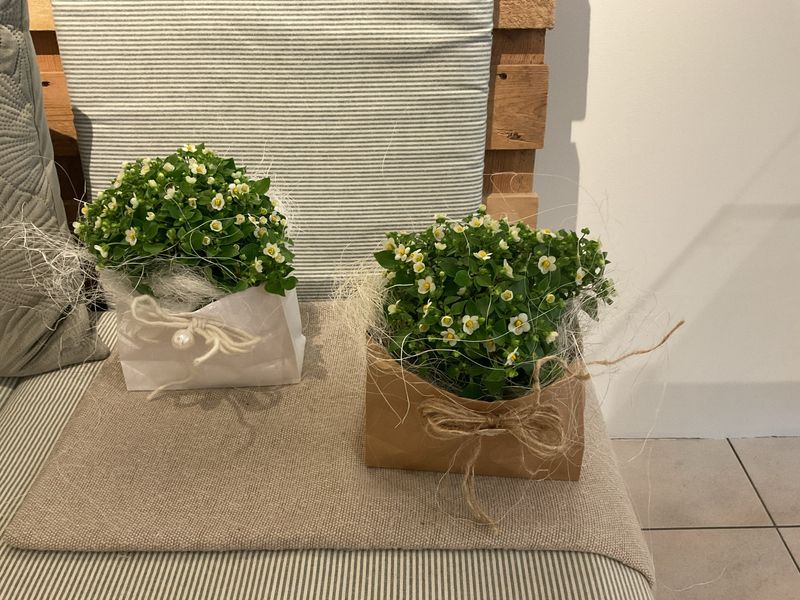 EXACUM IM TÄSCHLI
