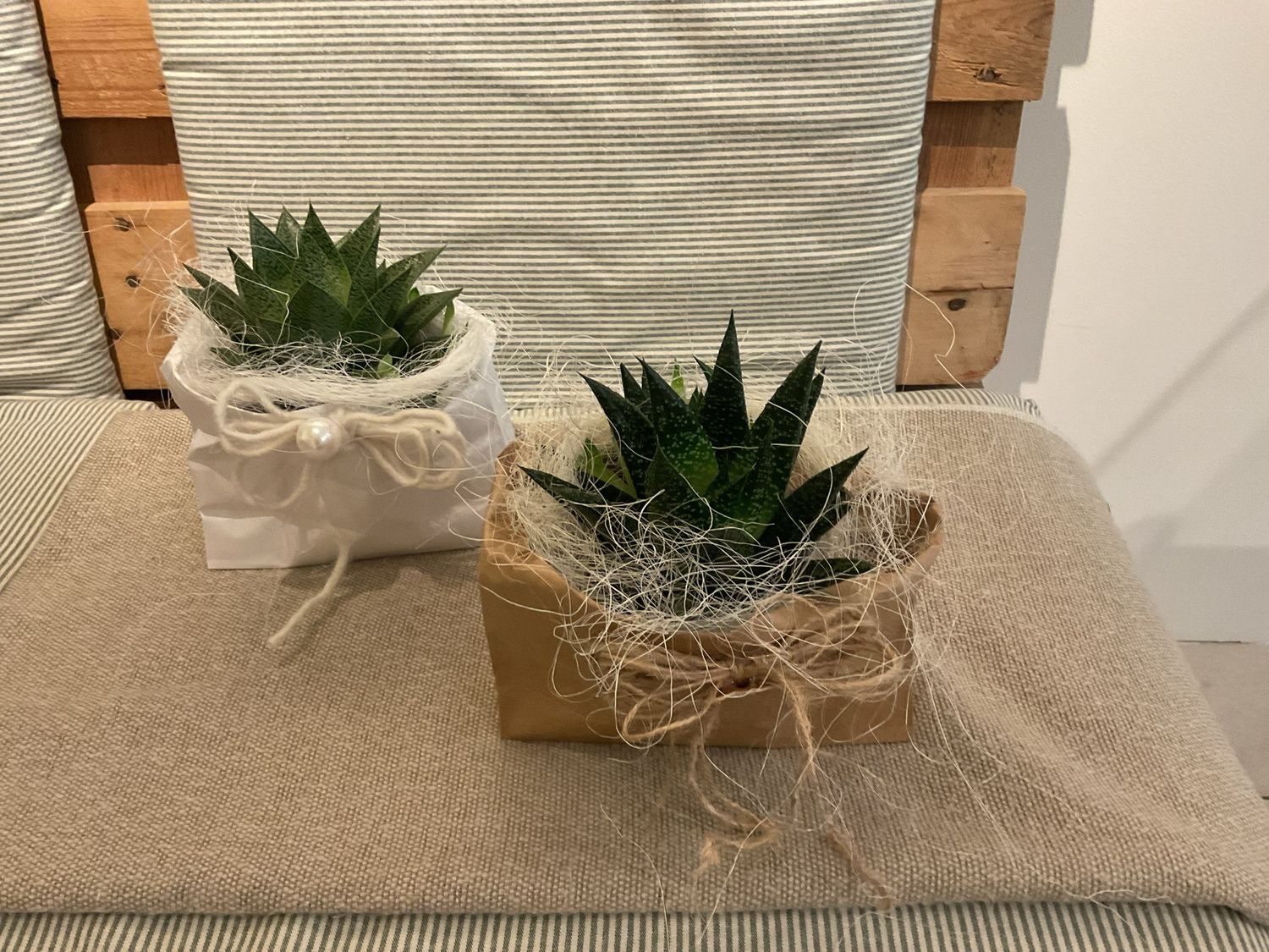 ALOE IM TÄSCHLI