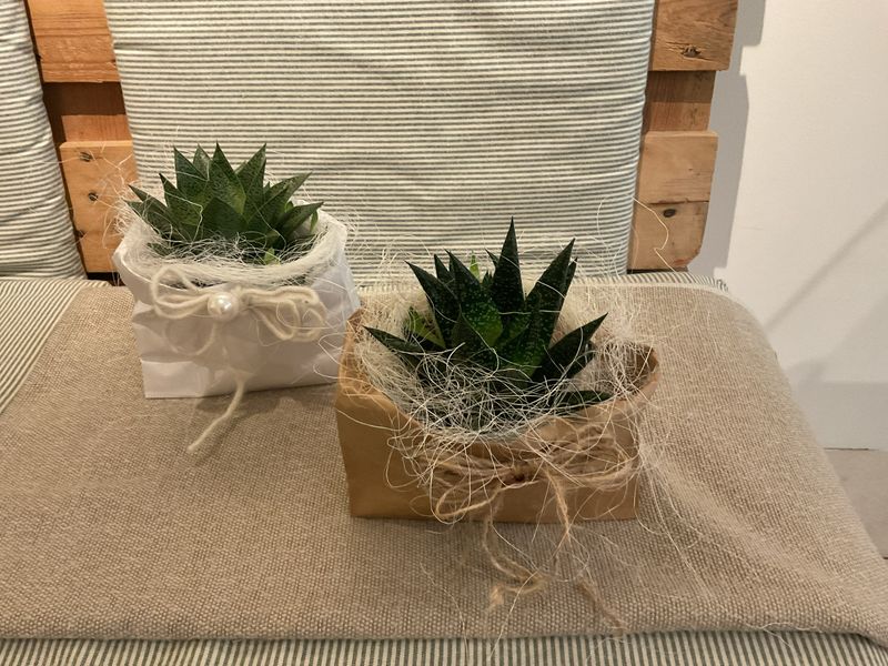 ALOE IM TÄSCHLI