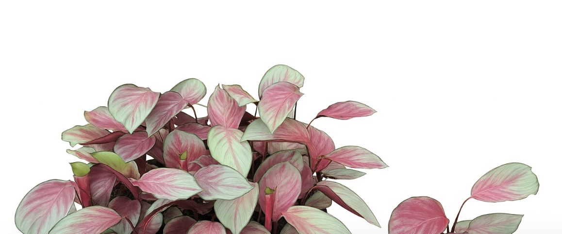 Calathea &#39;Silver Plate&#39;