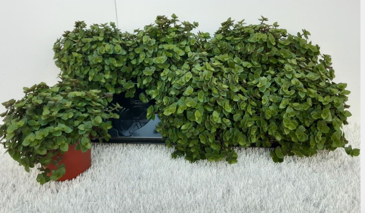 Callisia Repens