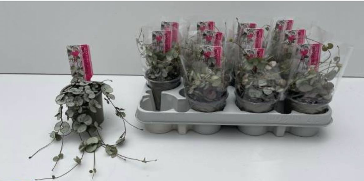 Ceropegia woodii &#39;Silver Glory&#39;