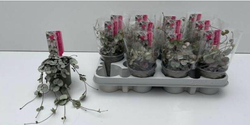Ceropegia woodii &#39;Silver Glory&#39;