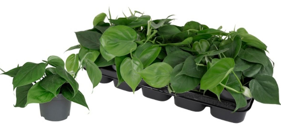 Philodendron Scandens