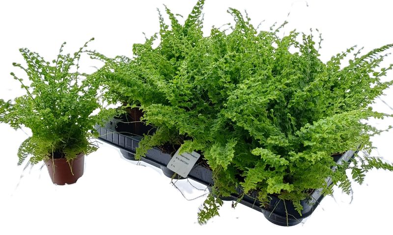 Nephrolepis exaltata &#39;Green Fantasy&#39;