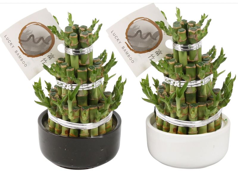 Dracaena sanderiana Lucky Bamboo