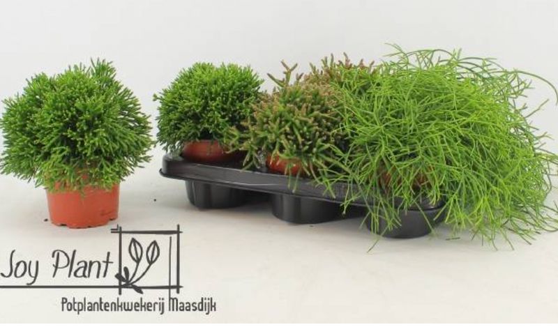 Rhipsalis mixed