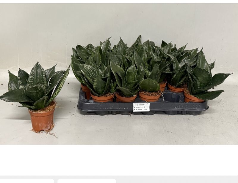 Sansevieria Silver flame