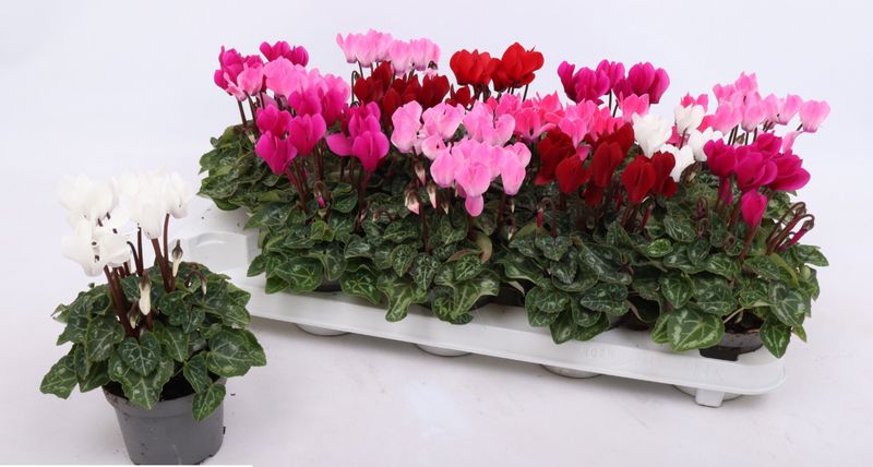 Cyclamen Macaron mix 9 cm