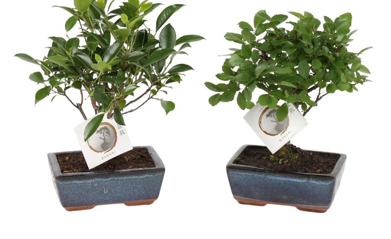 Bonsai Mix in ø15cm Ceramic Ball Shape