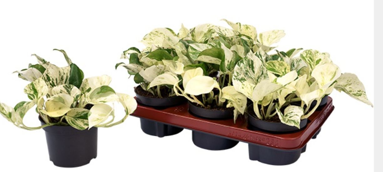 Epipremnum Pinnatum Happy Leaf