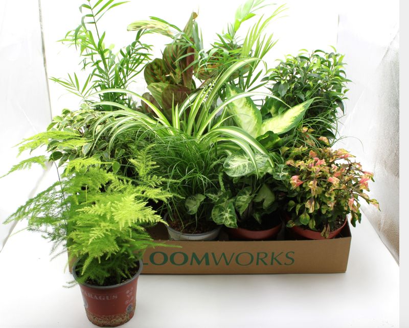 Houseplants mixed other