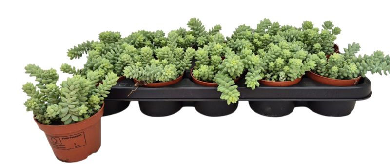 SEDUM BURRITO