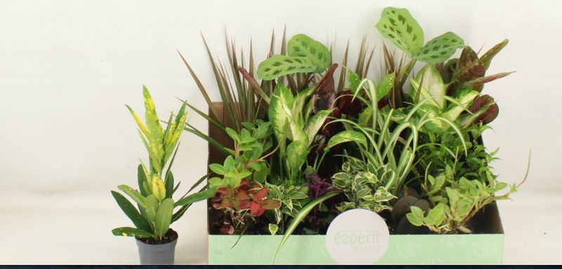 Houseplants mixed other