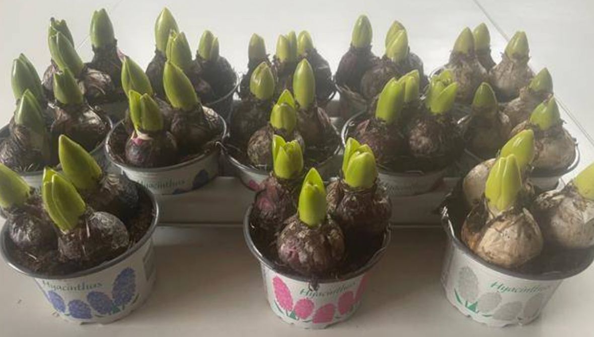 Hyacinthus orientalis mixed 3 colours