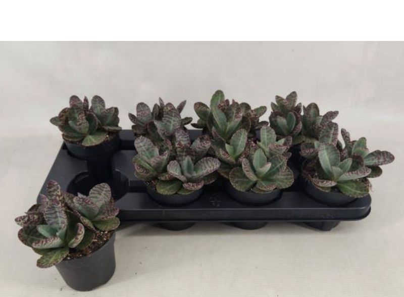 Kalanchoe humilis &#39;Surprising Desert&#39;