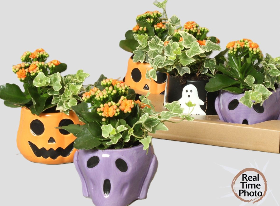 Halloween Arr. Indoor Ceramic Pot Halloween Mix Ø13cm 1PP