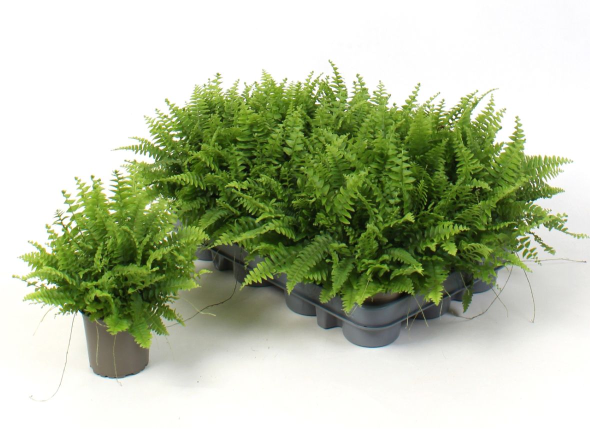 Nephrolepis exaltata &#39;Green Moment&#39;