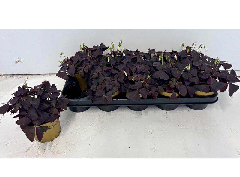 Oxalis Triangularis