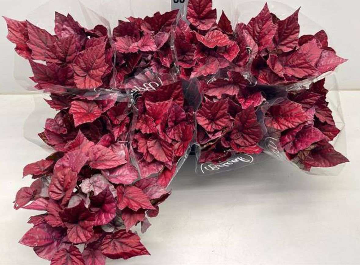 Begonia foliage Beleaf Inca Flame