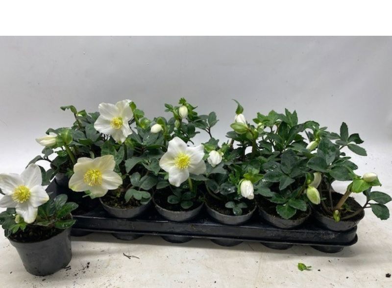 Helleborus niger - FBA® - Little Star
