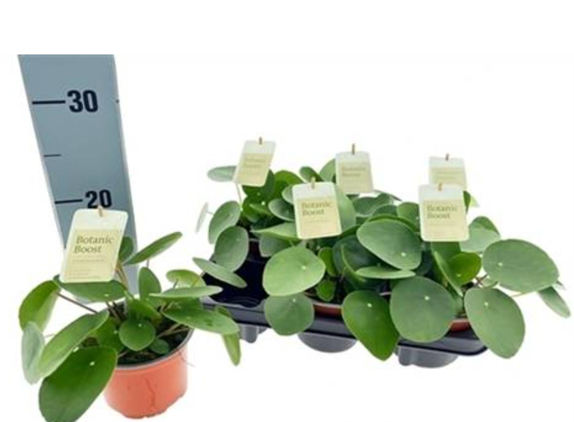 PILEA PEPEROMIOIDES