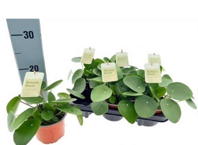 PILEA PEPEROMIOIDES